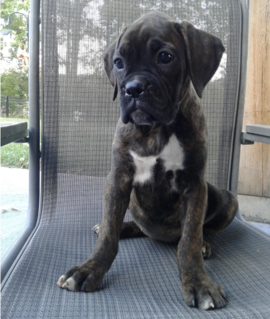 comprar cachorros sanos, baratos y asequibles para la venta